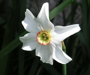 Narcissus absolute