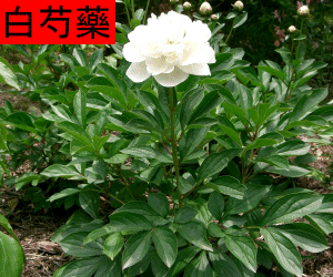Bai Shao Yao