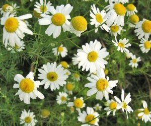 Chamomile 5% dil essential oil