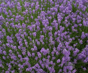 Lavender absolute