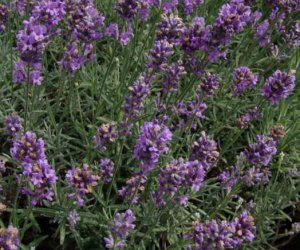 Lavender English essential oil