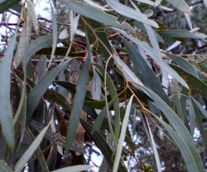 Eucalyptus Blue essential oil