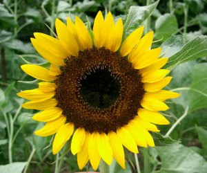Sunflower seed oil