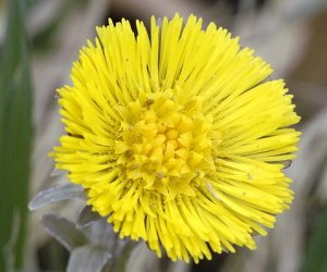 Coltsfoot flower tincture