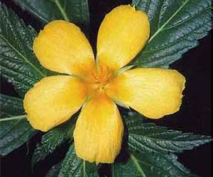 Damiana leaf tincture