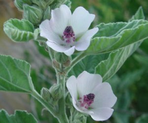 Marshmallow herb tincture