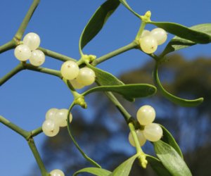 Mistletoe herb tincture