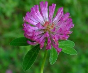 Red Clover Flower fluid extract