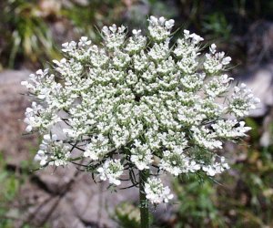 Wild Carrot seed essential oil