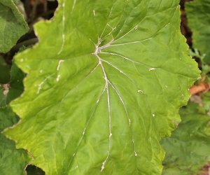 Coltsfoot leaf tincture