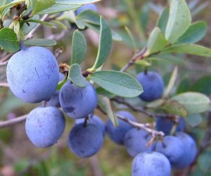 Bilberry fruit tincture