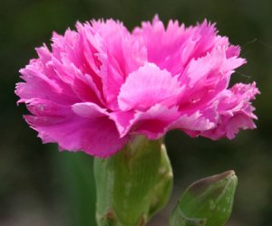 Carnation absolute