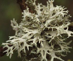 Oak moss absolute