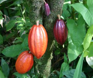 Cocoa absolute