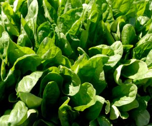 Spinach leaf absolute