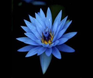 Blue Lotus flower tincture