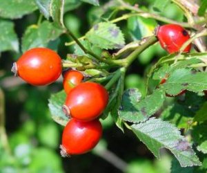 Rosehip shell tincture