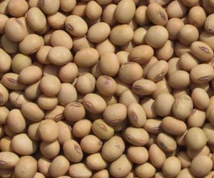 Soya bean oil