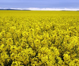 Canola Oil
