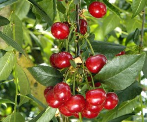 Cherry kernel Oil