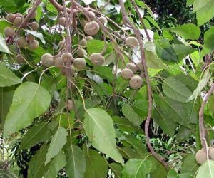 Kukui Nut Oil