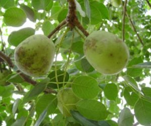 Marula Oil