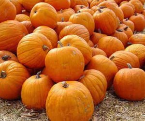 Pumpkin seed Oil