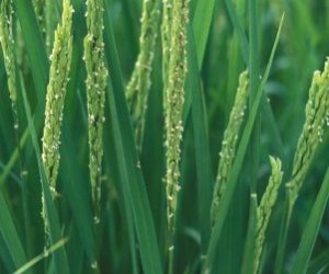 Rice bran Oil