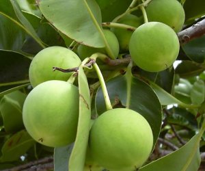 Tamanu Oil