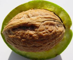 Walnut Oil