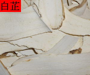 Bai Zhi