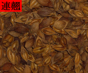 Lian Qiao
