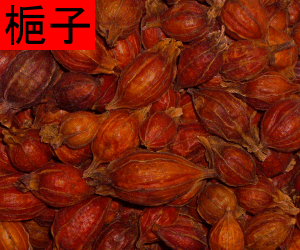 Zhi Zi