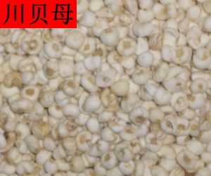 Chuan Bei Mu