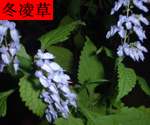 Dong Ling Cao tincture