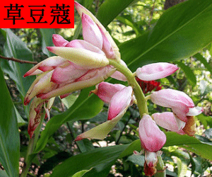 Cao Dou Kou concentrated powder