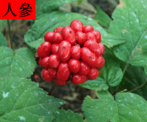 Ren Shen capsules