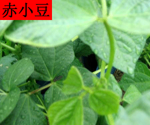 Chi Xiao Dou concentrated powder