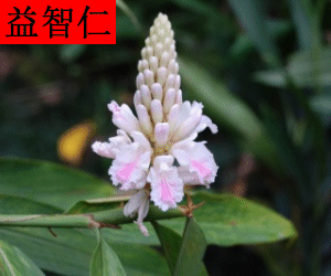 Yi Zhi Ren concentrated powder
