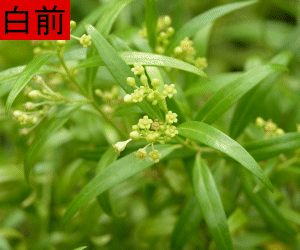 Bai Qian tincture