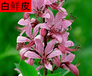 Bai Xian Pi concentrated powder