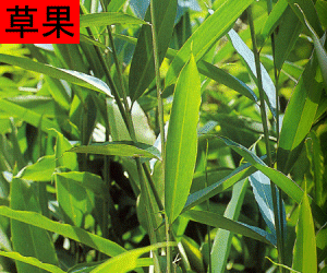 Cao Guo concentrated powder