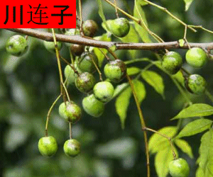 Chuan Lian Zi concentrated powder
