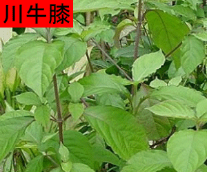Chuan Niu Xi concentrated powder