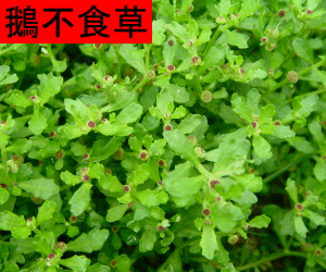 E Bu Shi Cao concentrated powder
