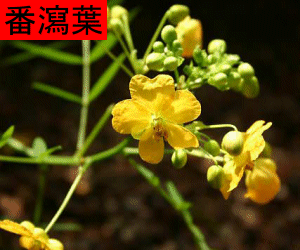 Fan Xie Ye concentrated powder