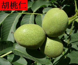 Hu Tao Ren concentrated powder