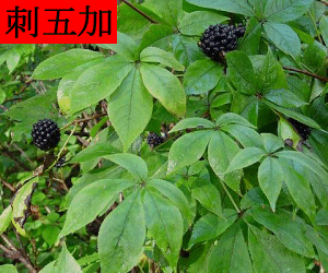 Ci Wu Jia concentrated powder