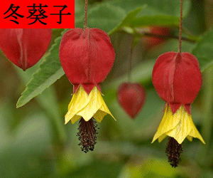 Dong Kui Zi concentrated powder