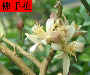 Fo Shou Hua concentrated powder